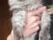Котята Мейн Кун. Фото 1.