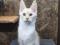 Котята Мейн Кун. Фото 3.