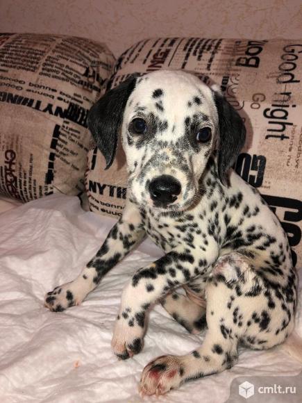Далматинец щенок. Фото 1.