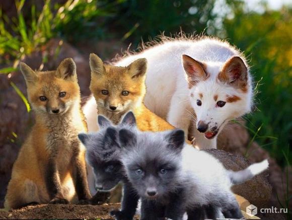 Лисы - лисята. Фото 1.
