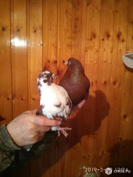Продам разных голубей. Фото 2.