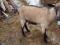 Козлята от чешской козы.. Фото 4.