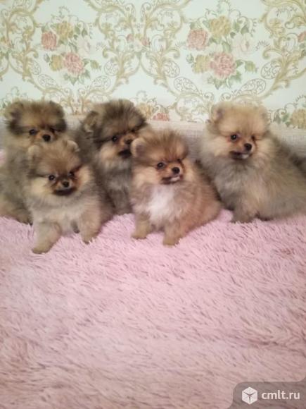 Шпиц для вязки и его дети на продажу. Фото 7.