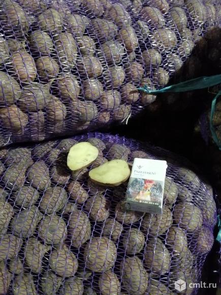 Картофель. Фото 1.