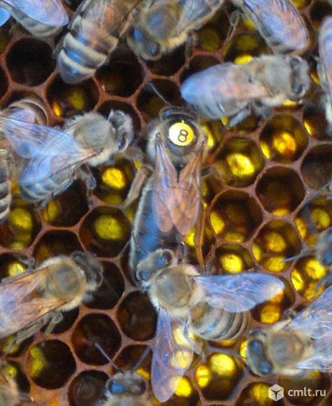 Пчелиные матки. Фото 1.