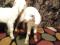 Нубийские козлята с обменом. Фото 2.