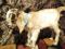 Нубийские козлята с обменом. Фото 3.