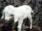 Нубийские козлята с обменом. Фото 7.