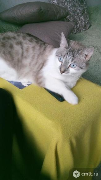 Кот породы  египетский мау. Фото 1.