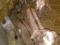 Полунибийские козлята. Фото 1.