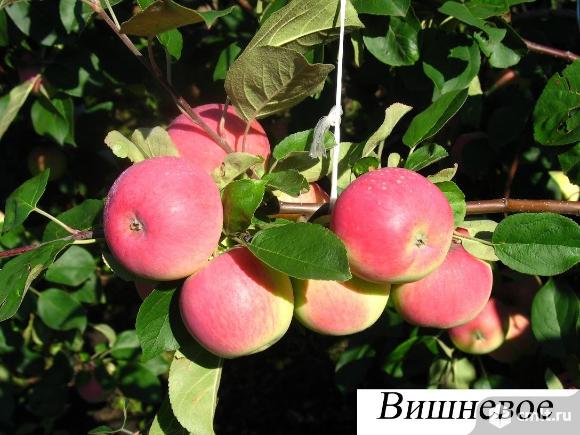 Яблони саженцы более 55 сортов. Фото 6.