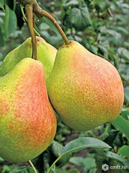 Груши саженцы более 39 сортов. Фото 1.