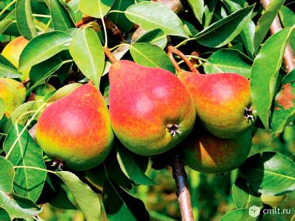 Груши саженцы более 39 сортов. Фото 7.