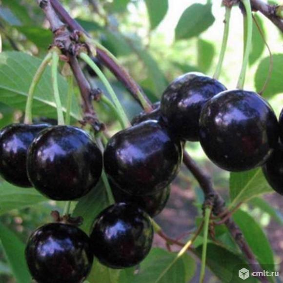 Вишня более 25 сортов от Воронежского плодово-ягодного питомника. Фото 6.