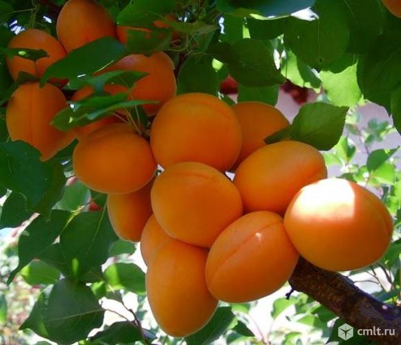 Абрикоса саженцы, более 24 сортов. Фото 1.