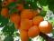 Саженцы абрикоса разных сортов. Фото 2.