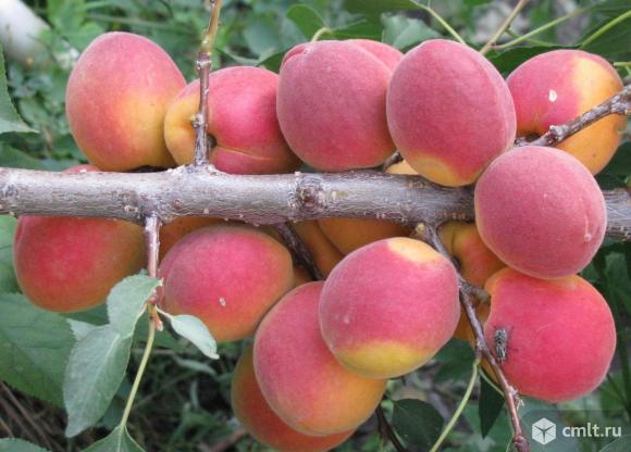 Абрикоса саженцы, более 24 сортов. Фото 6.