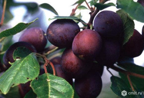 Сливы саженцы, более 18 сортов. Фото 1.