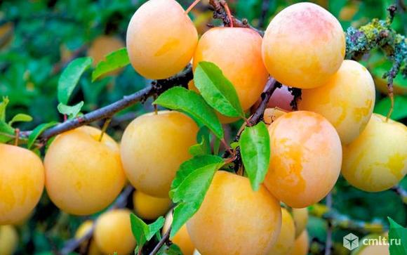 Сливы саженцы, более 18 сортов. Фото 5.