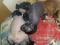 Китайские хохлатые микро щеночки. Фото 2.