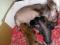 Китайские хохлатые микро щеночки. Фото 4.