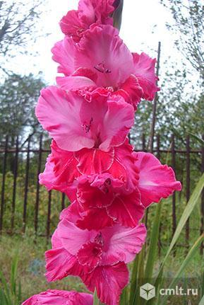 Гладиолусы. Фото 4.