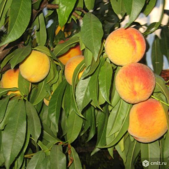 Персика саженцы более 20 сортов. Фото 2.