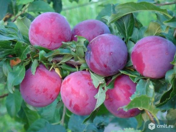 Саженцы алычи разных сортов:. Фото 1.