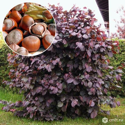 Фундука саженцы продает Воронежский плодово-ягодный питомник. Фото 1.