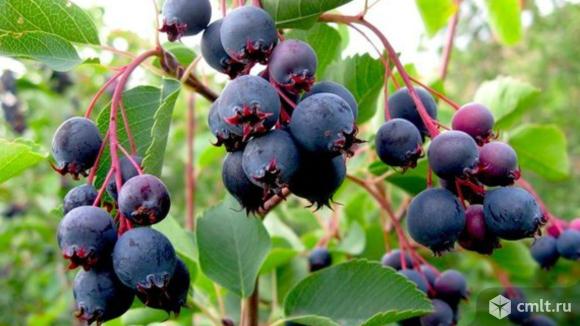 Ирга канадская. Воронежский плодово-ягодный питомник. Фото 1.