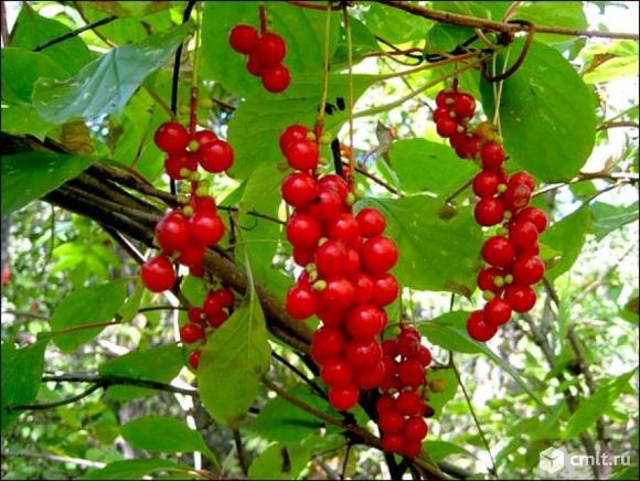 Лимонника саженцы. Фото 1.