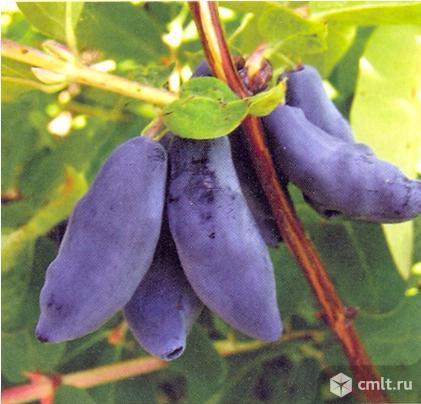 Жимолость разных сортов, более 35.. Фото 1.