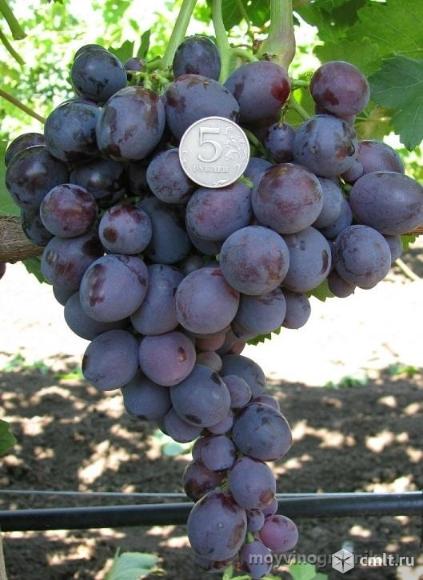 Саженцы винограда разных сортов, более 16. Фото 1.