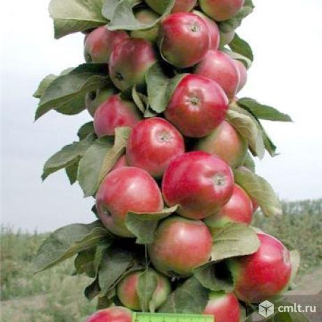 Колоновидной яблони саженцы  более 9 сортов продает Воронежский плодово-ягодный питомник. Фото 1.