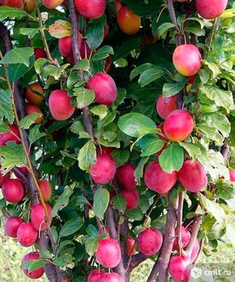 Слива колоновидная  от Воронежского плодово-ягодного питомника. Фото 1.