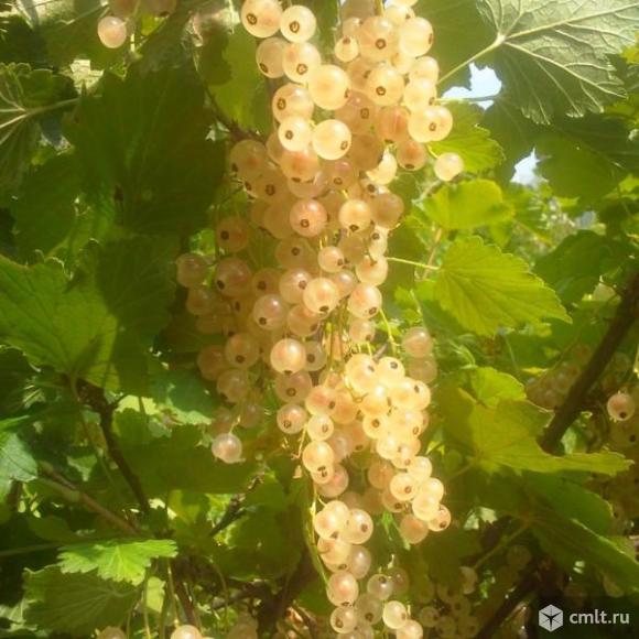 Саженцы белой смородины разных сортов продает Воронежский плодово-ягодный питомник. Фото 1.