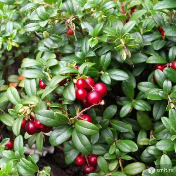 Саженцы брусники сорта Красный коралл, Рубин. Фото 1.