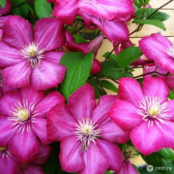 Клематисы 14 разных сортов продает Воронежский плодово-ягодный питомник. Фото 1.
