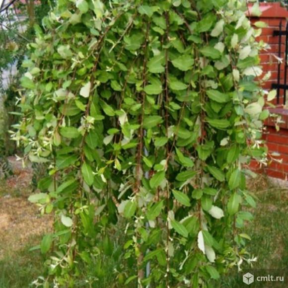 Ива разных сортов продает Воронежский плодово-ягодный питомник. Фото 1.