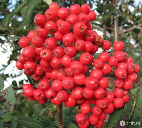 Рябины саженцы разных сортов продает Воронежский плодово-ягодный питомник. Фото 1.