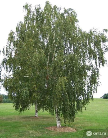 Береза в наличии 2 сорта. Фото 2.