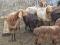 Гиссарские овцы. Молодняк и взрослые. Фото 1.