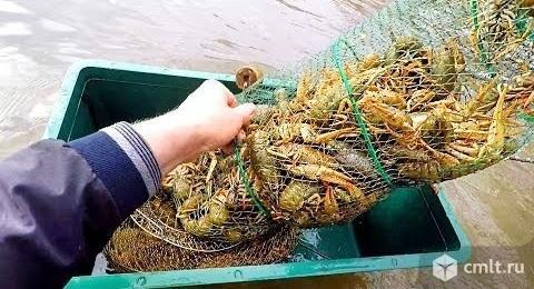 Раколовка Гармошка и Раколовка Верша. Фото 4.