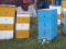 Пчелопакеты Рута и пчелосемьи. Фото 1.