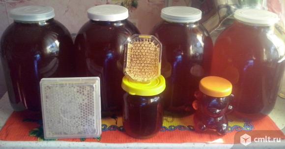Пчелопакеты Рута и пчелосемьи. Фото 2.