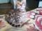Продам Бенгальского котёнка (мальчик). Фото 3.