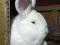 Продам новозеландских кроликов.. Фото 1.