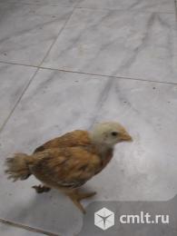 Цыплята от 3-х недельные голошейка и редбро. Фото 1.