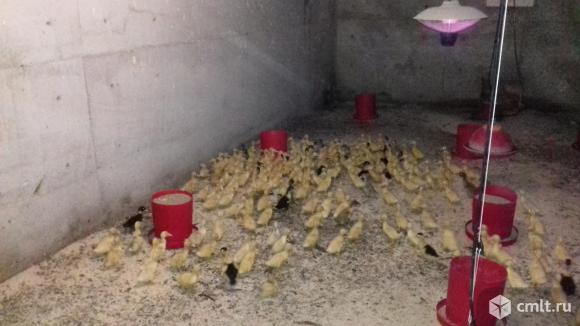 Пекинские утята на мясо. Фото 1.