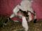 Чистопородный нубийский козлик. Фото 2.
